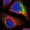 Translational Activator Of Cytochrome C Oxidase I antibody, NBP1-88160, Novus Biologicals, Immunocytochemistry image 