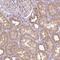 Alcohol Dehydrogenase 5 (Class III), Chi Polypeptide antibody, PA5-63991, Invitrogen Antibodies, Immunohistochemistry frozen image 