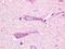 G Protein-Coupled Receptor 19 antibody, LS-A98, Lifespan Biosciences, Immunohistochemistry frozen image 
