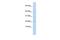 FKBP Prolyl Isomerase 2 antibody, GTX44851, GeneTex, Western Blot image 