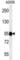 Semaphorin 6A antibody, abx031679, Abbexa, Western Blot image 