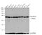 Fibrillarin antibody, MA5-14888, Invitrogen Antibodies, Western Blot image 