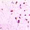 Sin3A Associated Protein 18 antibody, LS-C668278, Lifespan Biosciences, Immunohistochemistry paraffin image 