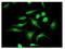 Dickkopf WNT Signaling Pathway Inhibitor 1 antibody, ab109416, Abcam, Immunocytochemistry image 
