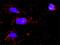 Protein Tyrosine Phosphatase Non-Receptor Type 7 antibody, H00005778-D01P, Novus Biologicals, Proximity Ligation Assay image 