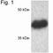 CAMP Responsive Element Binding Protein 1 antibody, PA1-850, Invitrogen Antibodies, Western Blot image 