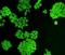 Complement C5 antibody, orb308733, Biorbyt, Immunofluorescence image 