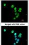 RAS Protein Activator Like 1 antibody, PA5-22031, Invitrogen Antibodies, Immunofluorescence image 