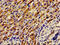 SRBC antibody, orb401608, Biorbyt, Immunohistochemistry paraffin image 