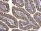 Aconitase 2 antibody, NBP1-32781, Novus Biologicals, Immunohistochemistry paraffin image 