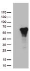 Arylsulfatase G antibody, LS-C799945, Lifespan Biosciences, Western Blot image 