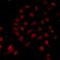 Mitotic Arrest Deficient 1 Like 1 antibody, orb411852, Biorbyt, Immunofluorescence image 