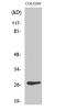 Olfactory receptor OR5D3 antibody, A30429, Boster Biological Technology, Western Blot image 