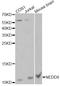 NEDD8 Ubiquitin Like Modifier antibody, A13521, ABclonal Technology, Western Blot image 