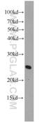 ADP Ribosylation Factor Like GTPase 4A antibody, 10312-1-AP, Proteintech Group, Western Blot image 