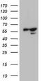 Potassium Channel Tetramerization Domain Containing 9 antibody, TA807739, Origene, Western Blot image 