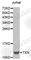 Thioredoxin antibody, A0537, ABclonal Technology, Western Blot image 