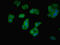 Phosducin Like 2 antibody, LS-C378379, Lifespan Biosciences, Immunofluorescence image 