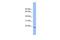 Proline Rich And Gla Domain 2 antibody, GTX46739, GeneTex, Western Blot image 