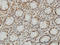 Leucine Zipper Transcription Factor Like 1 antibody, LS-C133767, Lifespan Biosciences, Immunohistochemistry frozen image 