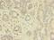 Thyroid Hormone Receptor Beta antibody, LS-C370425, Lifespan Biosciences, Immunohistochemistry frozen image 