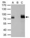 AT-Rich Interaction Domain 3A antibody, GTX105720, GeneTex, Immunoprecipitation image 