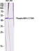 Mitogen-Activated Protein Kinase Kinase 3 antibody, A02916T394, Boster Biological Technology, Western Blot image 