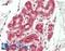 CCR4-NOT Transcription Complex Subunit 8 antibody, LS-B14912, Lifespan Biosciences, Immunohistochemistry paraffin image 