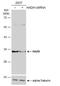 Hydroxyacyl-CoA Dehydrogenase antibody, NBP2-16776, Novus Biologicals, Western Blot image 