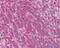 Interleukin 1 Alpha antibody, 48-735, ProSci, Immunohistochemistry paraffin image 