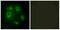 DLEC1 Cilia And Flagella Associated Protein antibody, A07928, Boster Biological Technology, Immunofluorescence image 
