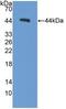 Procalcitonin antibody, MBS2026689, MyBioSource, Western Blot image 