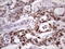 Nudix Hydrolase 21 antibody, LS-C340076, Lifespan Biosciences, Immunohistochemistry frozen image 