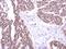 Serine/Threonine Kinase 31 antibody, PA5-31551, Invitrogen Antibodies, Immunohistochemistry paraffin image 