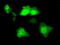 Serine Racemase antibody, TA500958, Origene, Immunofluorescence image 