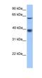 Major Facilitator Superfamily Domain Containing 4A antibody, orb325858, Biorbyt, Western Blot image 