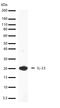 IL-12 antibody, 710259, Invitrogen Antibodies, Western Blot image 