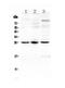 Triggering Receptor Expressed On Myeloid Cells 1 antibody, PA5-80183, Invitrogen Antibodies, Western Blot image 