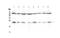 Interleukin 1 Receptor Antagonist antibody, PA5-79488, Invitrogen Antibodies, Western Blot image 
