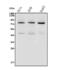 TGF-Beta Activated Kinase 1 (MAP3K7) Binding Protein 2 antibody, GTX02891, GeneTex, Western Blot image 