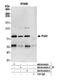 Serine/Arginine Repetitive Matrix 2 antibody, NB100-60424, Novus Biologicals, Western Blot image 