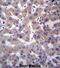 Prolylcarboxypeptidase antibody, abx027380, Abbexa, Immunohistochemistry frozen image 