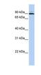 Twinkle protein, mitochondrial antibody, NBP1-57355, Novus Biologicals, Western Blot image 