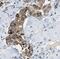 2AR antibody, FNab06034, FineTest, Immunohistochemistry frozen image 