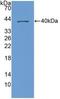 C-X-C Motif Chemokine Ligand 1 antibody, LS-C295613, Lifespan Biosciences, Western Blot image 