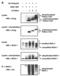 Interleukin-1 receptor-associated kinase 1 antibody, 2426, QED Bioscience, Western Blot image 