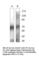 Solute Carrier Family 1 Member 2 antibody, SLC1A-101AP, FabGennix, Western Blot image 