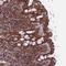 Protein polyglycylase TTLL10 antibody, NBP1-93819, Novus Biologicals, Immunohistochemistry paraffin image 