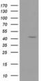 GDP-Mannose 4,6-Dehydratase antibody, MA5-25347, Invitrogen Antibodies, Western Blot image 
