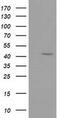 GDP-Mannose 4,6-Dehydratase antibody, MA5-25347, Invitrogen Antibodies, Western Blot image 